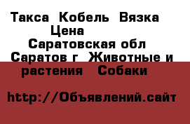 Такса. Кобель. Вязка. › Цена ­ 2 000 - Саратовская обл., Саратов г. Животные и растения » Собаки   